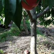 桃树，三至十二公分占地用桃树，绿化用桃树，土球裸根均可