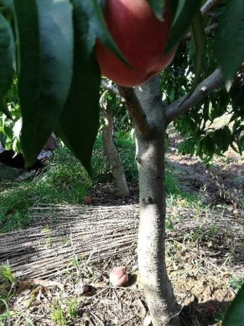 桃树，三至十二公分占地用桃树，绿化用桃树，土球裸根均可