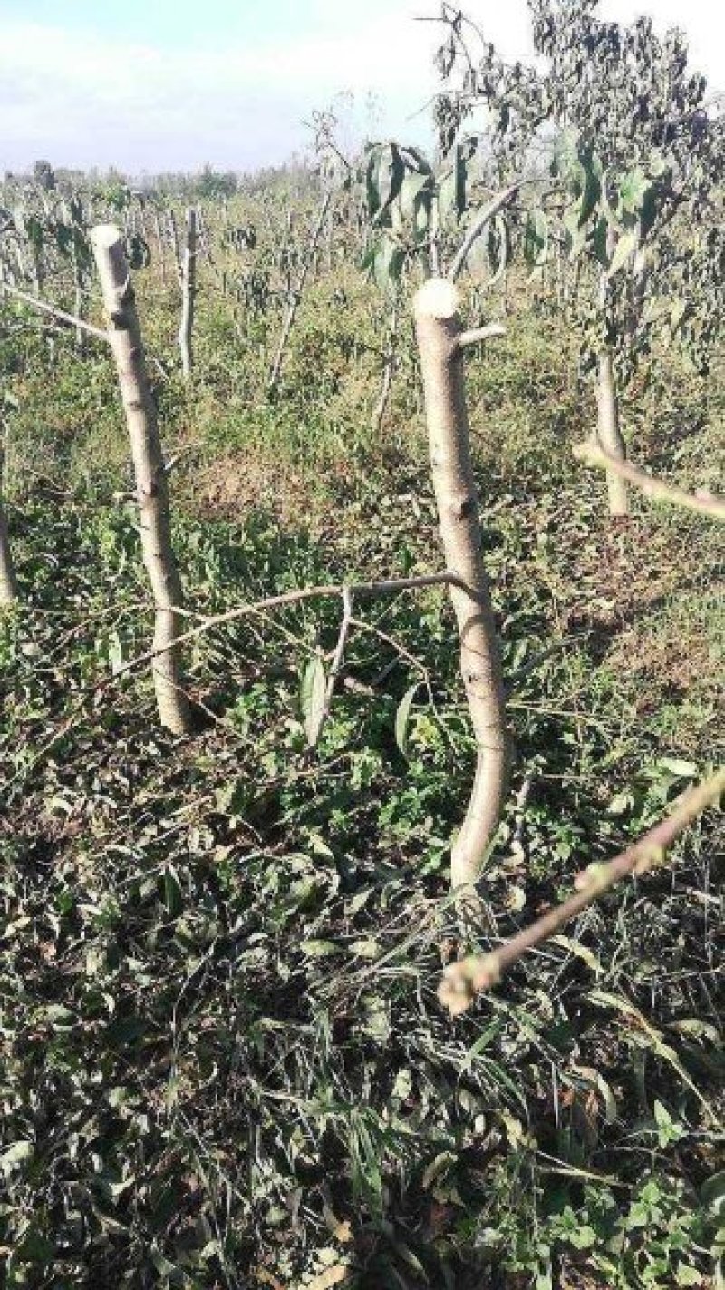 桃树，三至十二公分占地用桃树，绿化用桃树，土球裸根均可