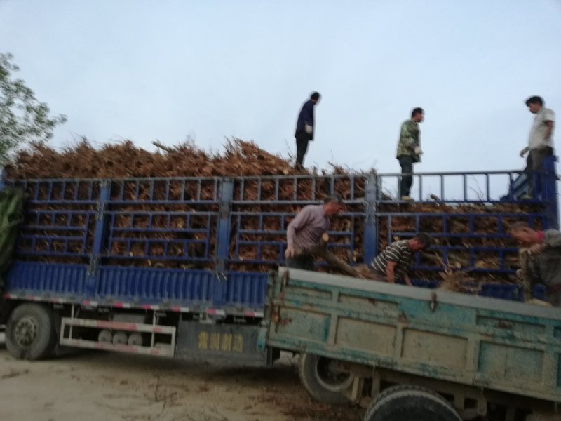 桃树，三至十二公分占地用桃树，绿化用桃树，土球裸根均可