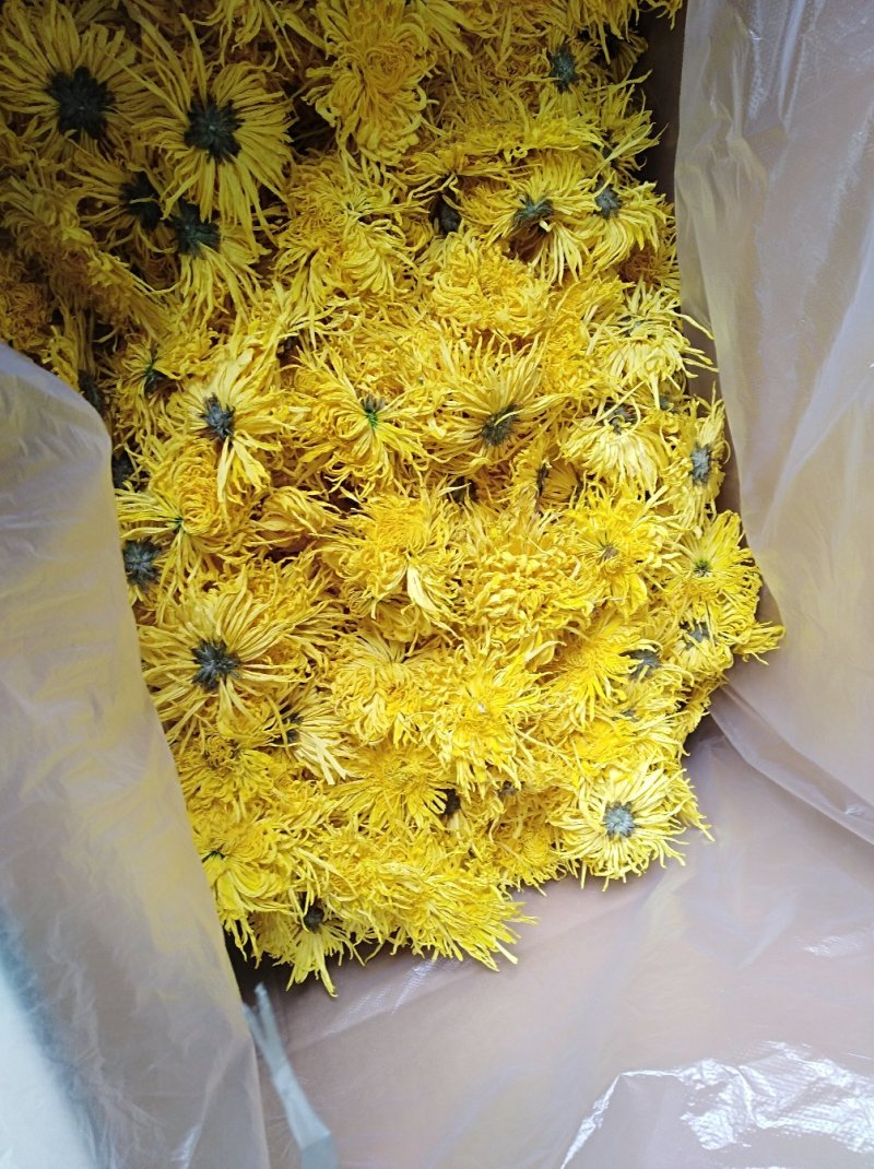 金丝皇菊