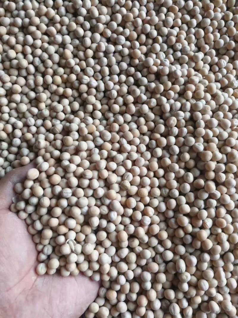 白豌豆加拿大进口二号过筛净粮仓库直发一手货源
