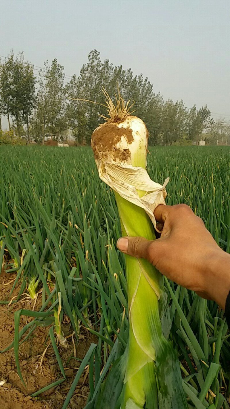 鸡腿大葱大量上市中，对接批发商，批发市场，商超，货源充足