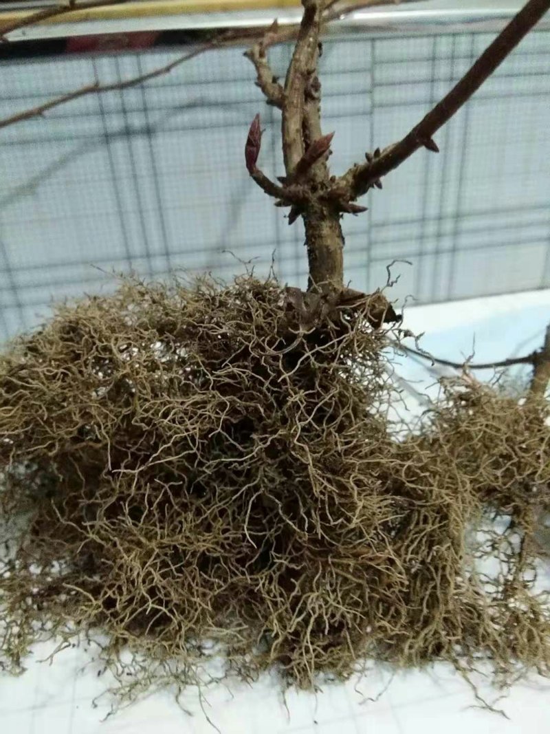出售五味子苗