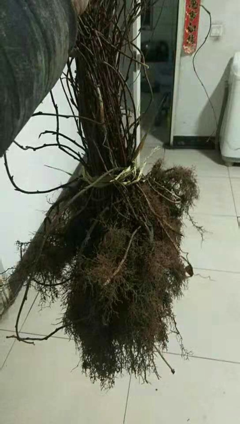 出售五味子苗