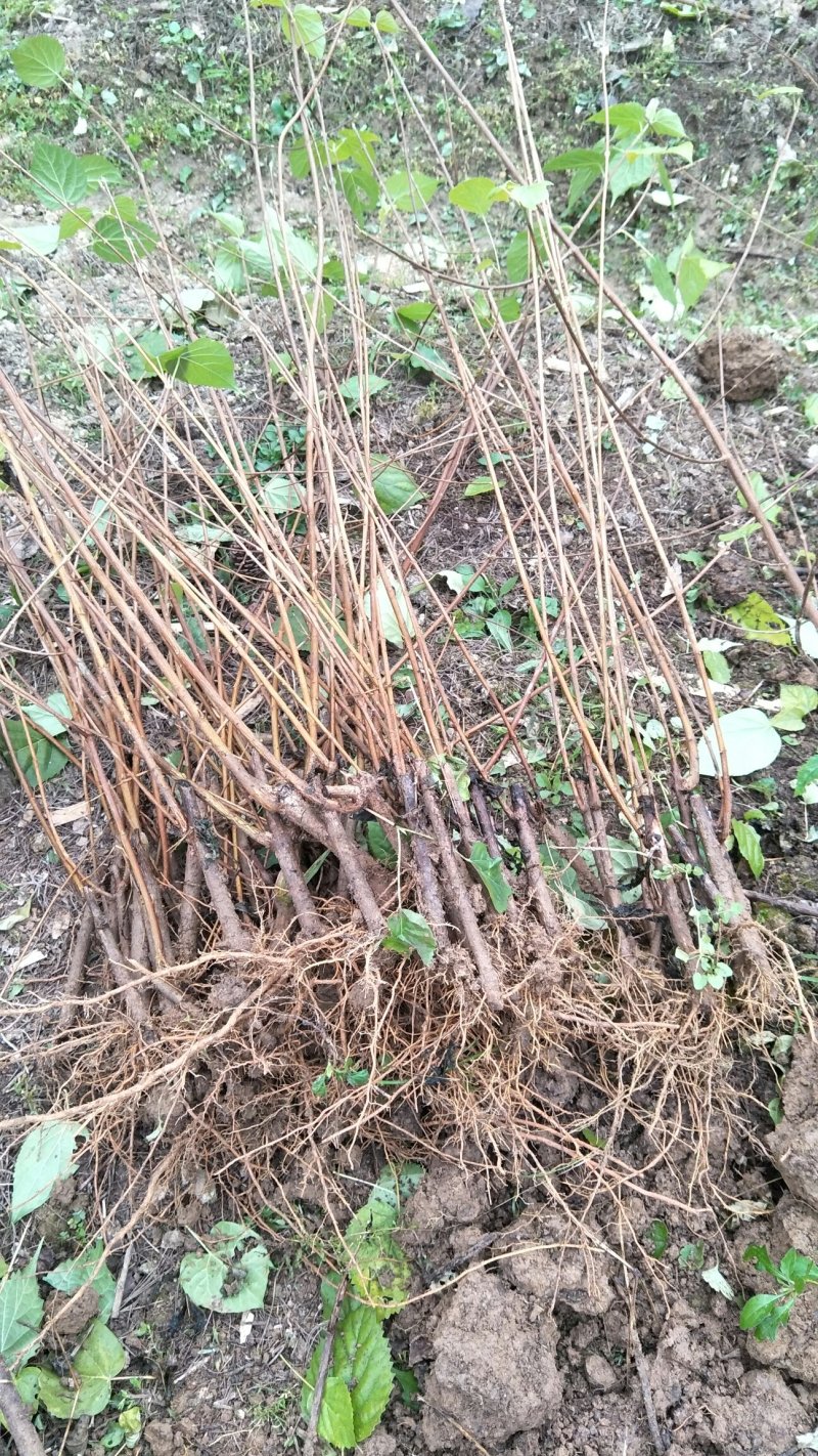 豆腐柴树苗，神仙豆腐树苗