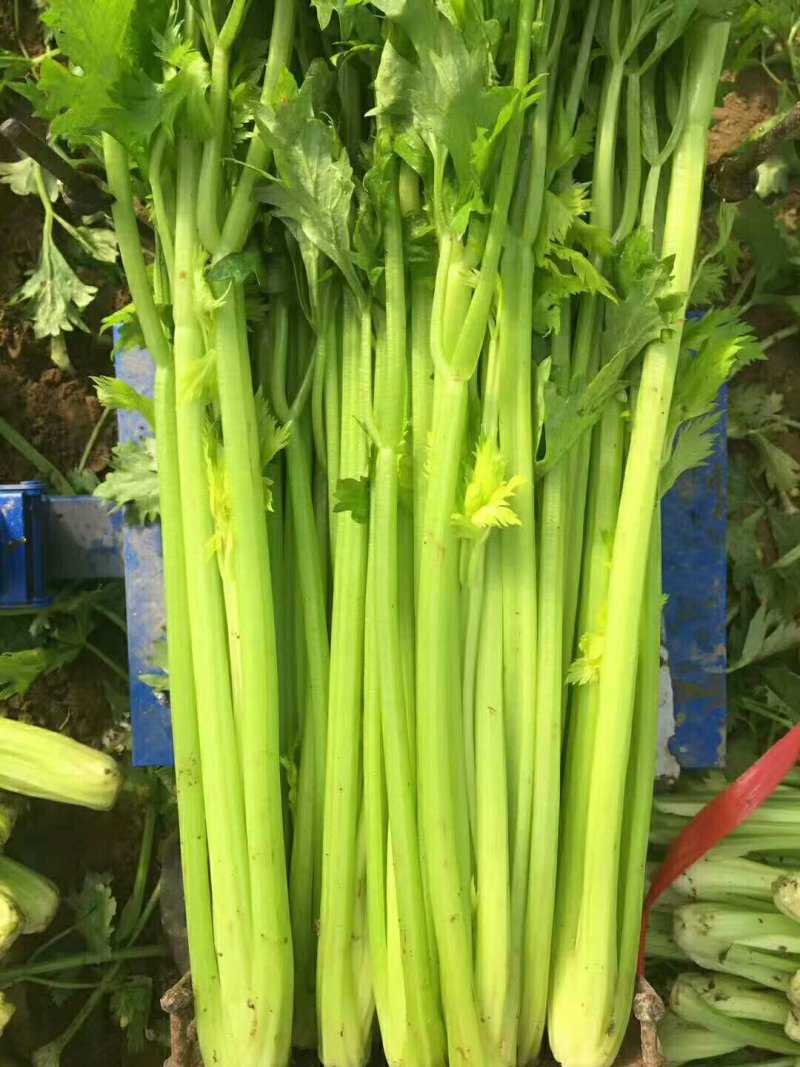芹菜