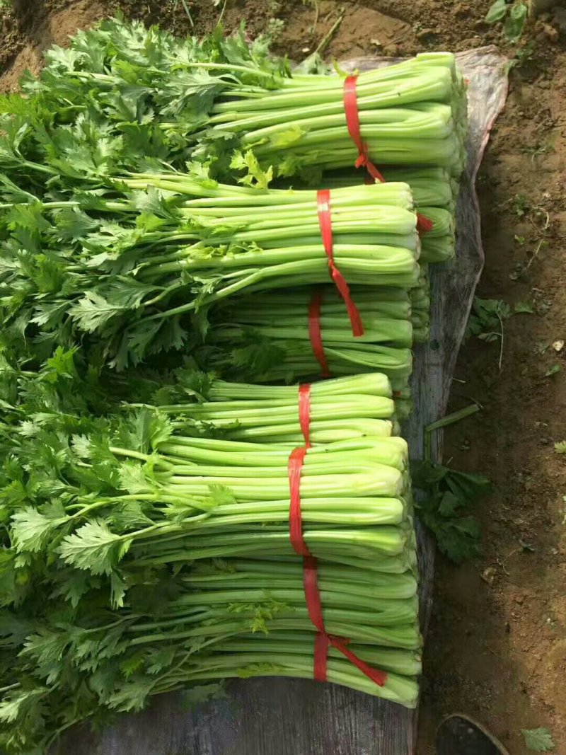 芹菜