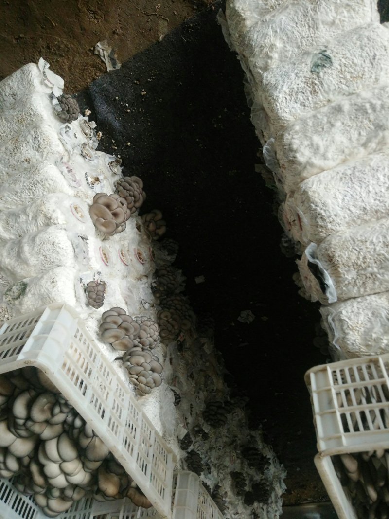 鲜平菇。净十斤。出菇菌棒六斤。欢迎定购。