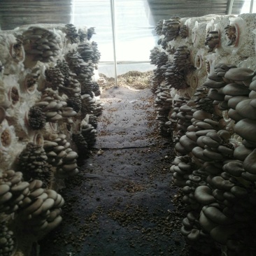 鲜平菇。净十斤。出菇菌棒六斤。欢迎定购。
