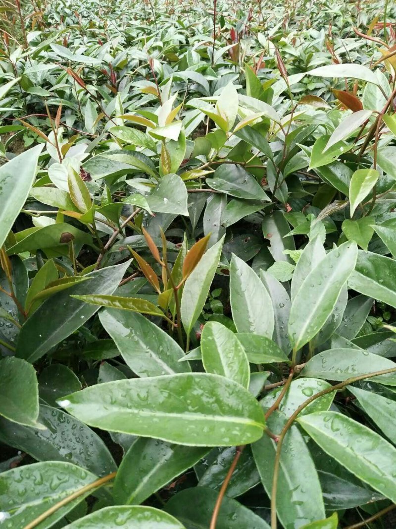 优质黑老虎粗苗小苗批发，欢迎私聊