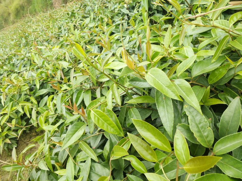 优质黑老虎粗苗小苗批发，欢迎私聊