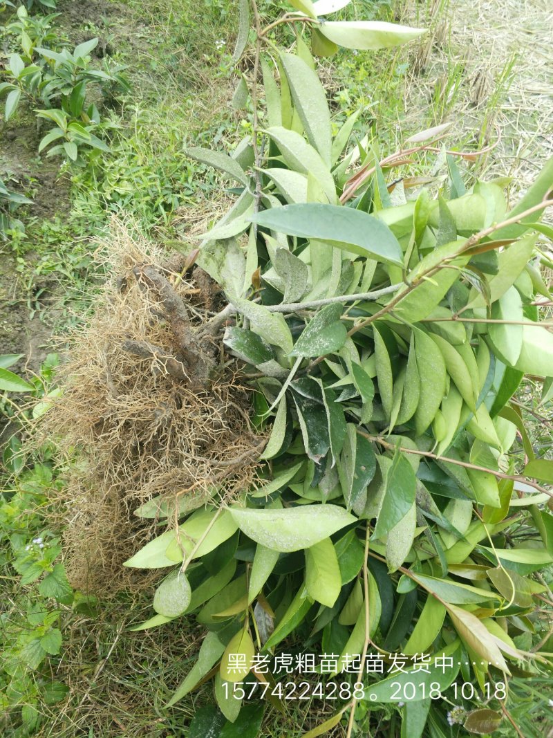 优质黑老虎粗苗小苗批发，欢迎私聊