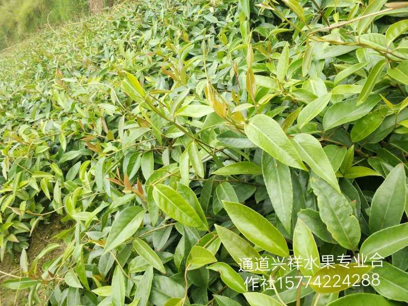 优质黑老虎粗苗小苗批发，欢迎私聊