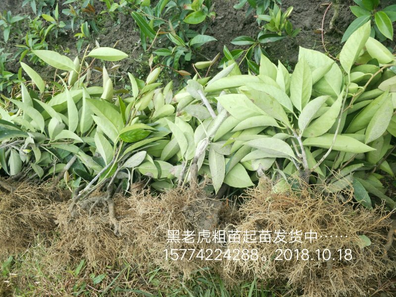 优质黑老虎粗苗小苗批发，欢迎私聊