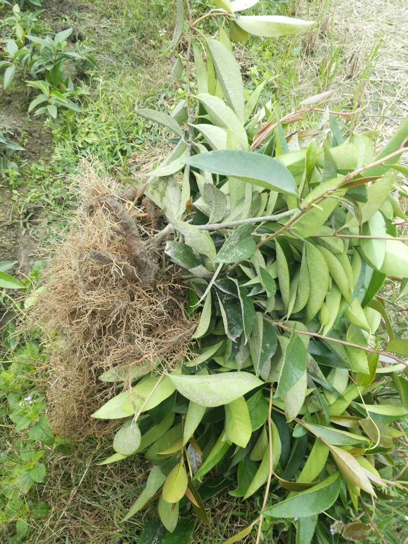 优质黑老虎粗苗小苗批发，欢迎私聊