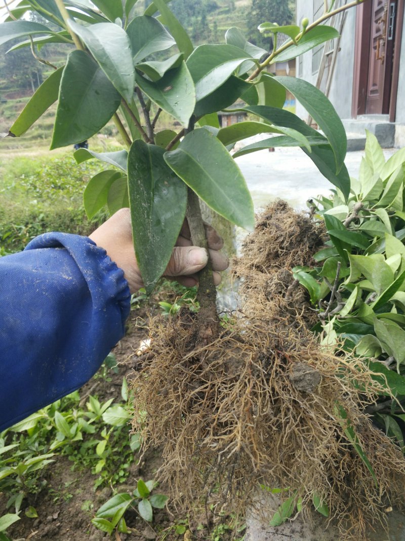 优质黑老虎粗苗小苗批发，欢迎私聊