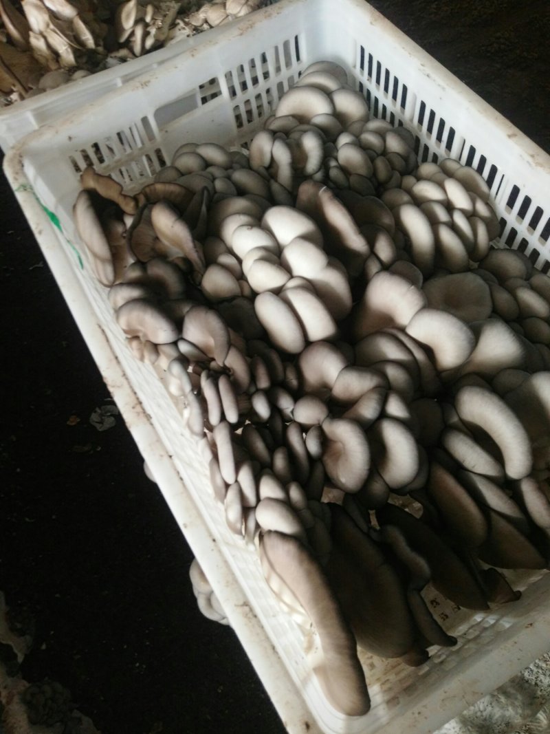 鲜平菇。十斤一筐。出菇菌棒每代六斤