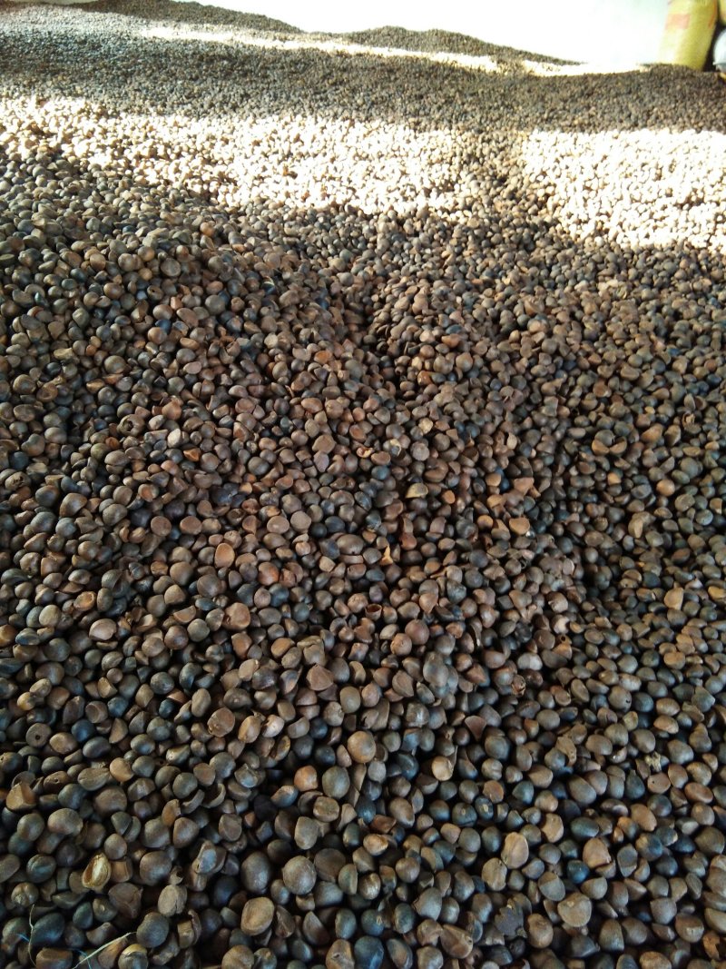 干油茶籽