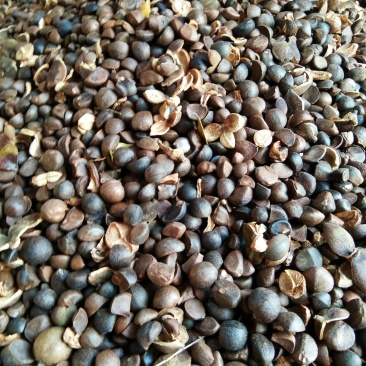 干油茶籽