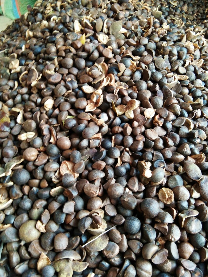 干油茶籽