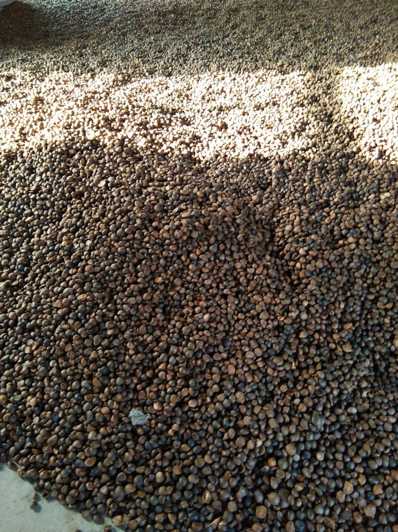 干油茶籽
