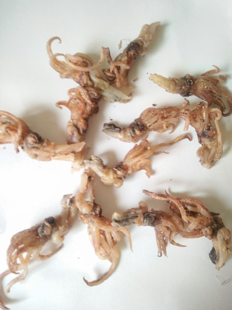 长期供应海兔头，乌头，海兔