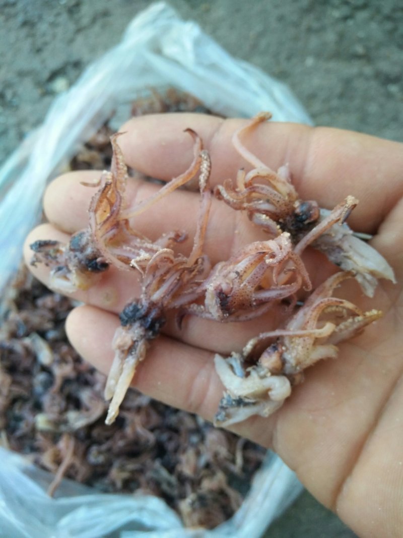 长期供应海兔头，乌头，海兔