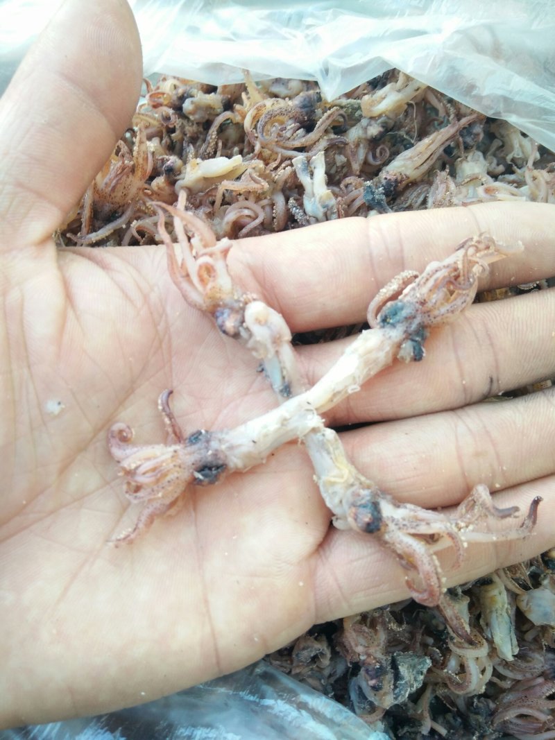 长期供应海兔头，乌头，海兔