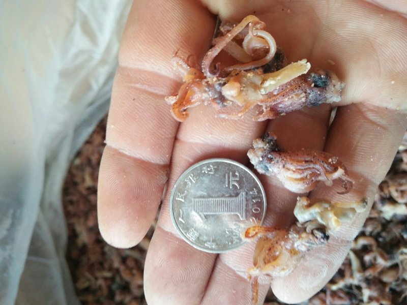 长期供应海兔头，乌头，海兔