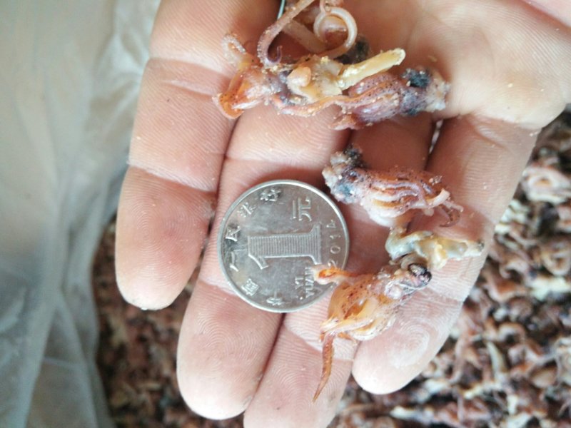 长期供应海兔头，乌头，海兔