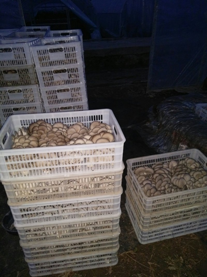 鲜平菇。出茹菌包`