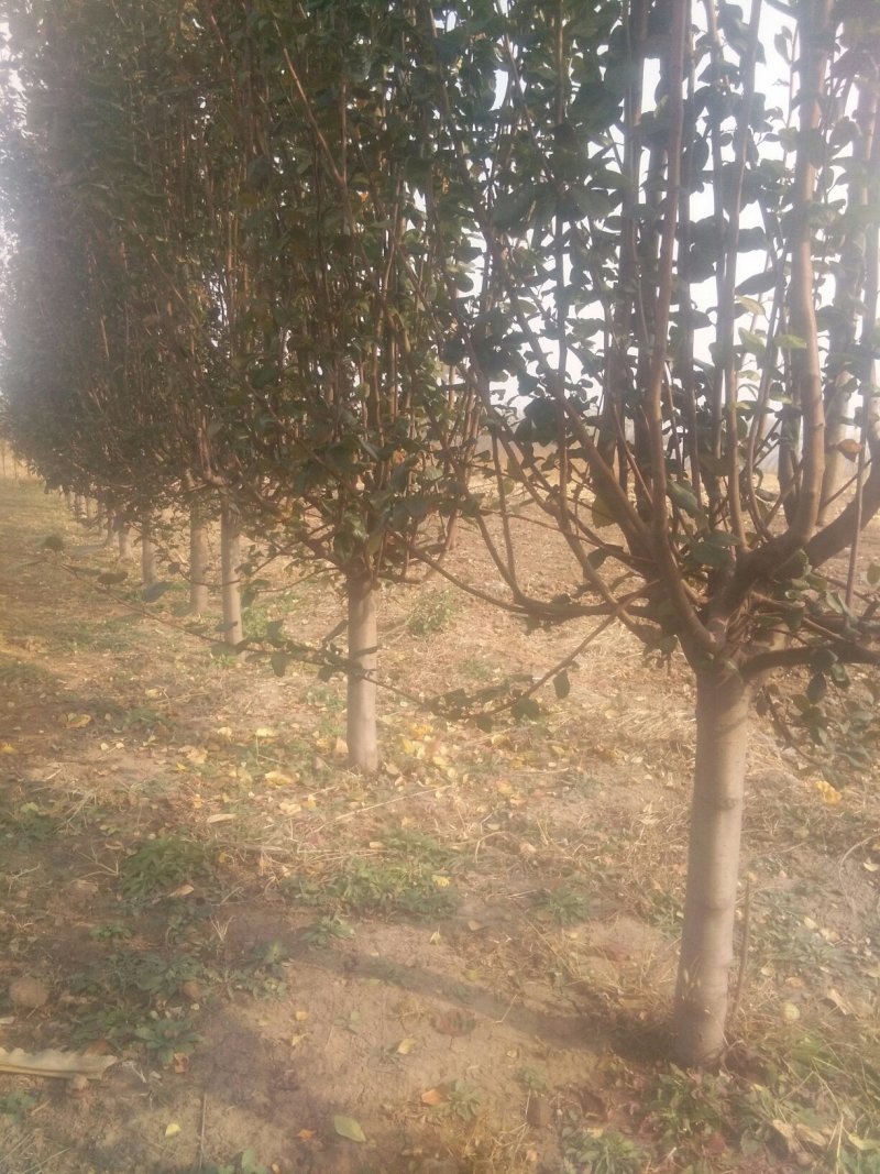 绚丽海棠，树行好，干直