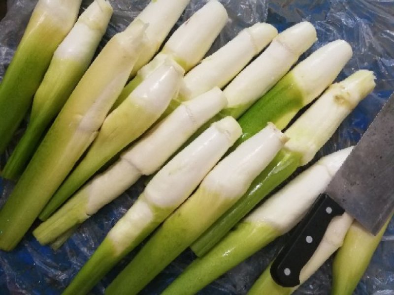 【推荐】茭白种苗美人茭白苗产地直供一手货源全国发货