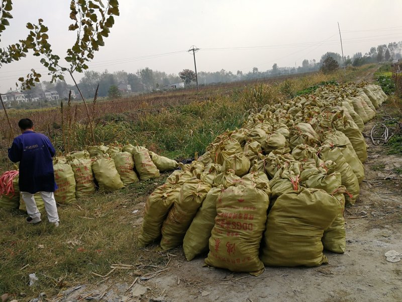 【推荐】茭白种苗美人茭白苗产地直供一手货源全国发货