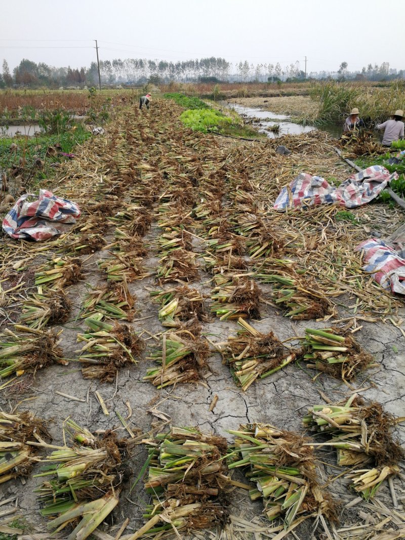 【推荐】茭白种苗美人茭白苗产地直供一手货源全国发货