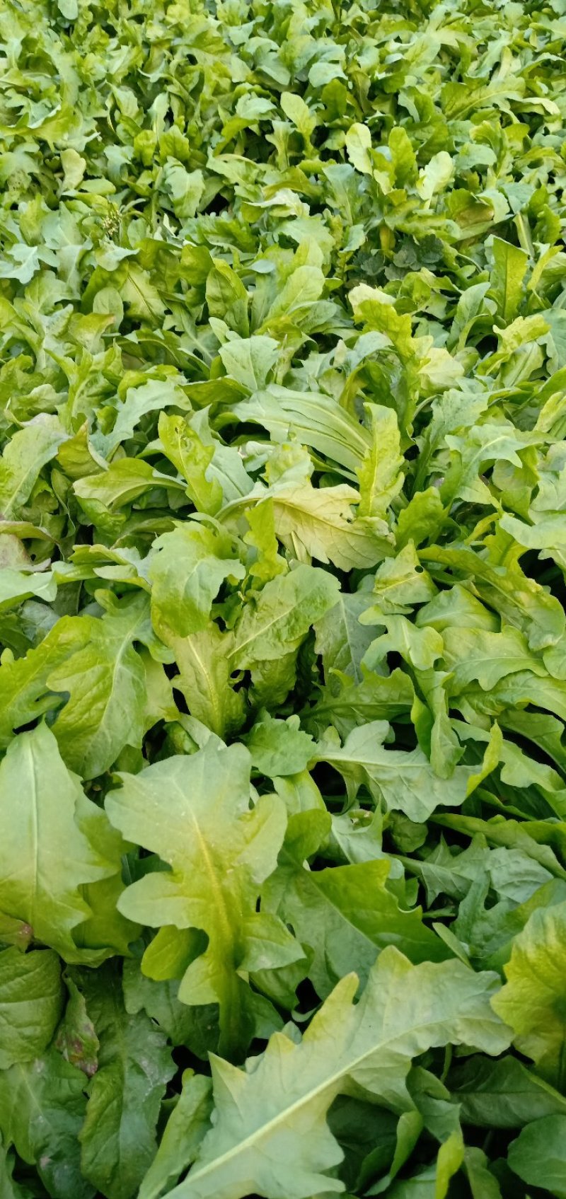 大叶荠菜