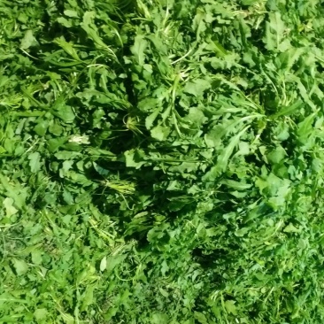 荠菜