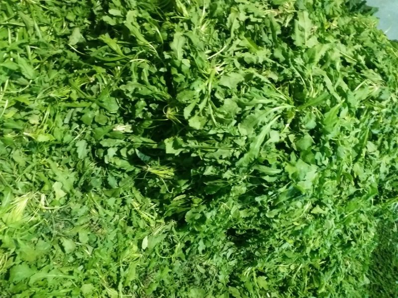 荠菜
