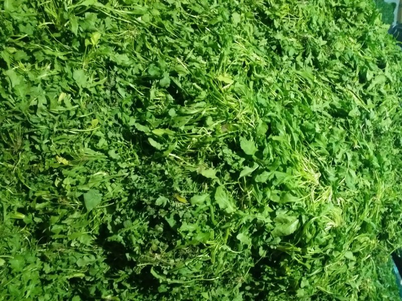 荠菜