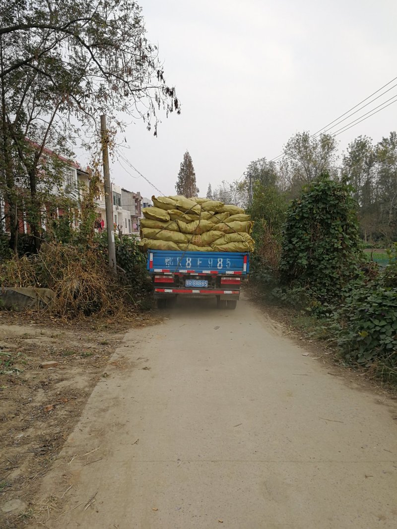 【推荐】茭白种苗美人茭白苗产地直供一手货源全国发货