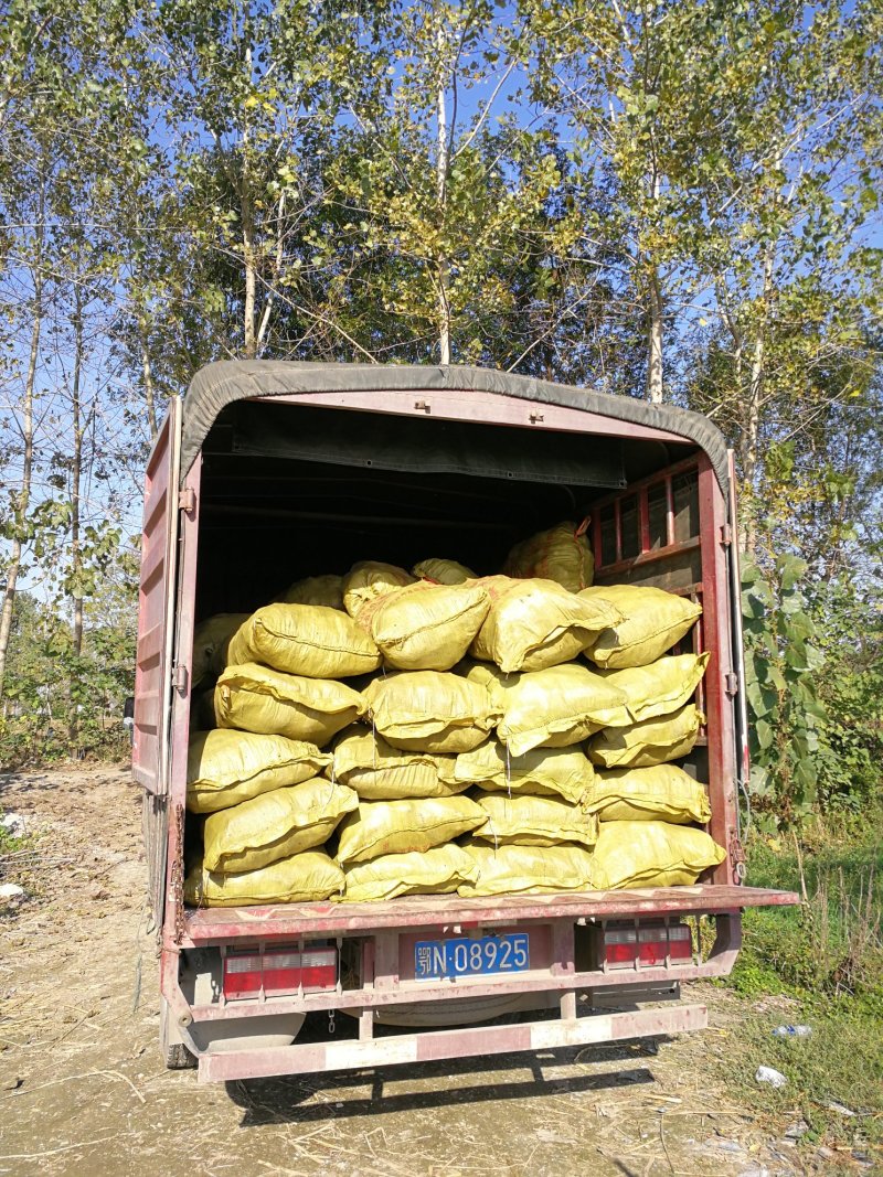 【推荐】茭白种苗美人茭白苗产地直供一手货源全国发货