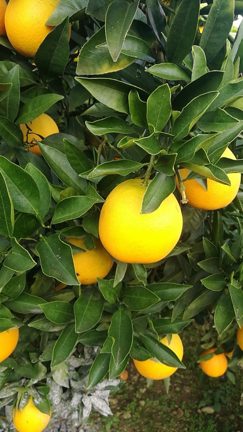 脐橙