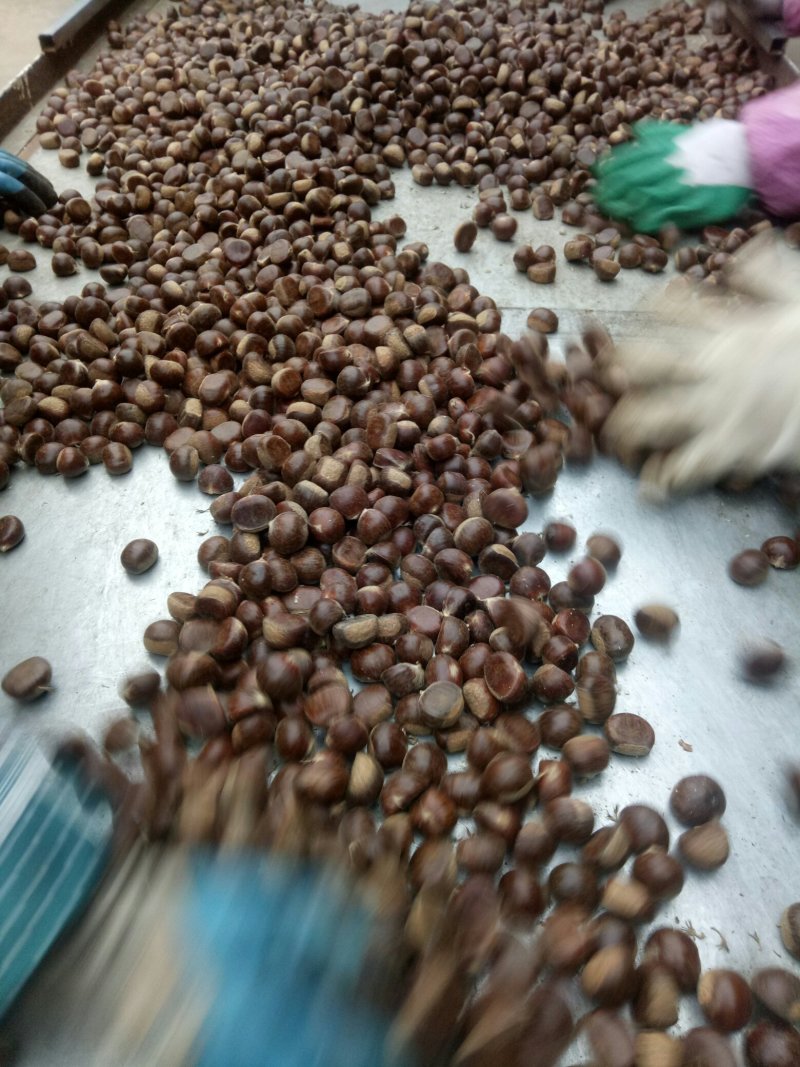 正宗迁西板栗，香甜软糯，糖炒板栗专用，好吃不贵