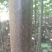 泡桐树苗【大型种植基地】现挖现卖量大从优