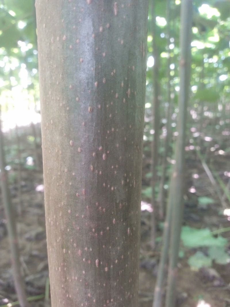 泡桐树苗【大型种植基地】现挖现卖量大从优
