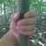 泡桐树苗【大型种植基地】现挖现卖量大从优