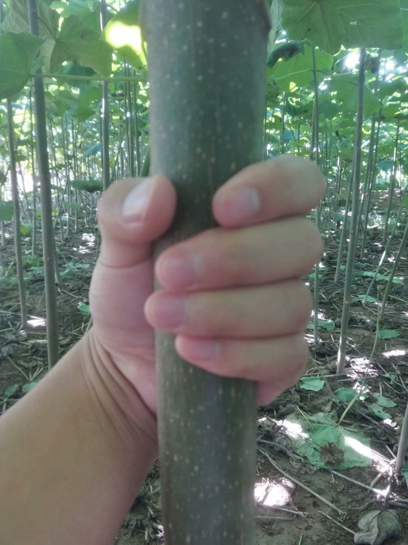 泡桐树苗【大型种植基地】现挖现卖量大从优