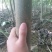 泡桐树苗【大型种植基地】现挖现卖量大从优