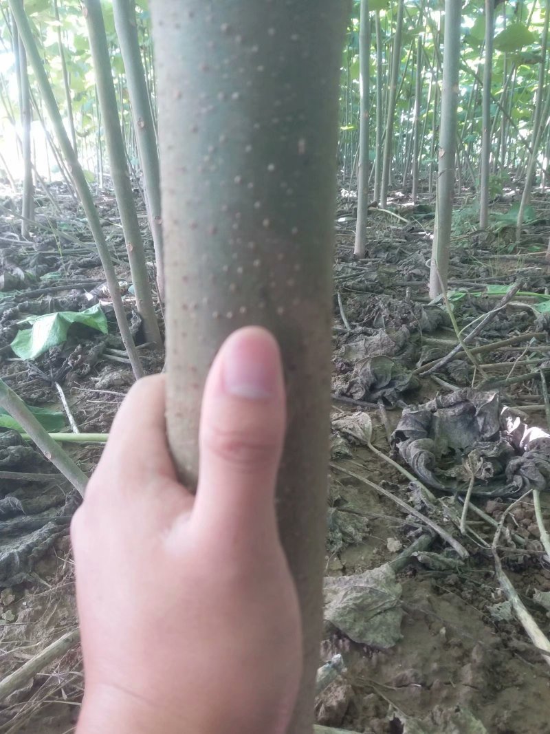 泡桐树苗【大型种植基地】现挖现卖量大从优
